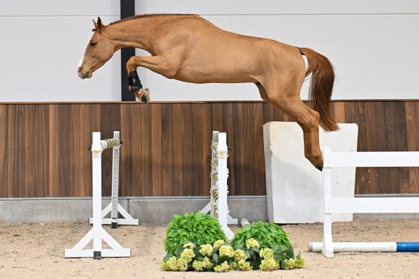 Captain des Premises Z - 2