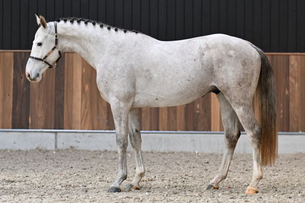 Crimi Clown de Spalbec Z - 3