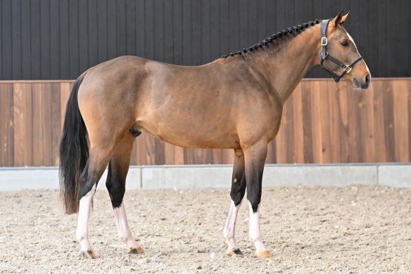 Hero vd Berghoeve Z - 3