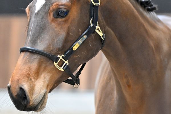 Wadonna van de Pereboom - 1