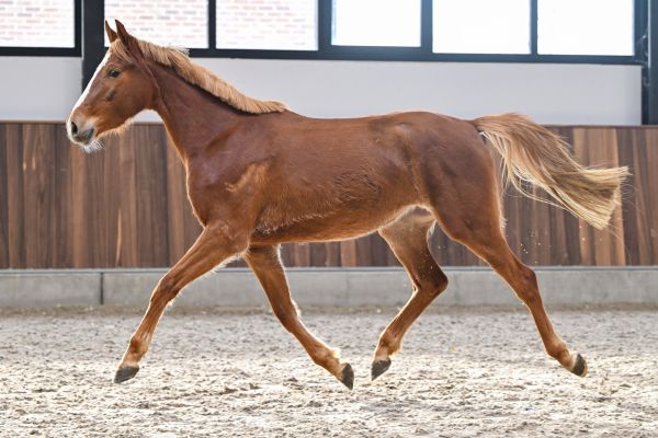 Enjoy vd Paepehoeve Z - 2