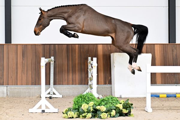 All Star vd Paepehoeve Z - 2