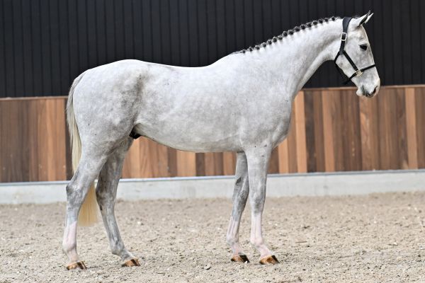 Dancing Dimi Axelhoeve Z