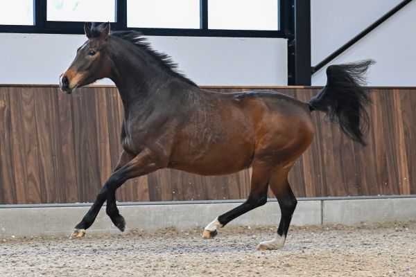 Tequila van het Reigersnest Z - 5