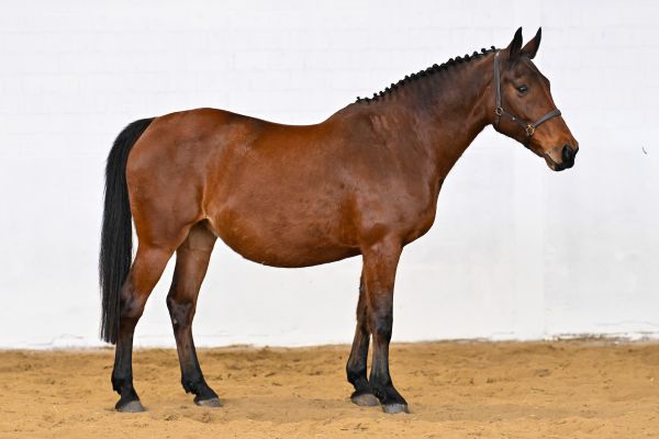 Euridice van de Donkhoeve - 2