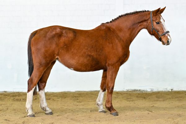 Olympia van de Donkhoeve