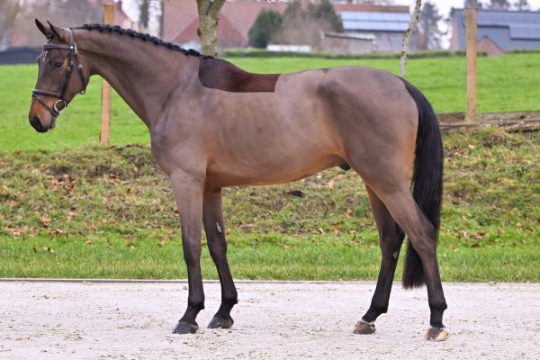 Deauville du Maillet Z 3