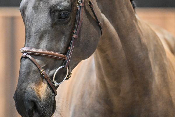 Vibelle vd Dassenheide Z 1