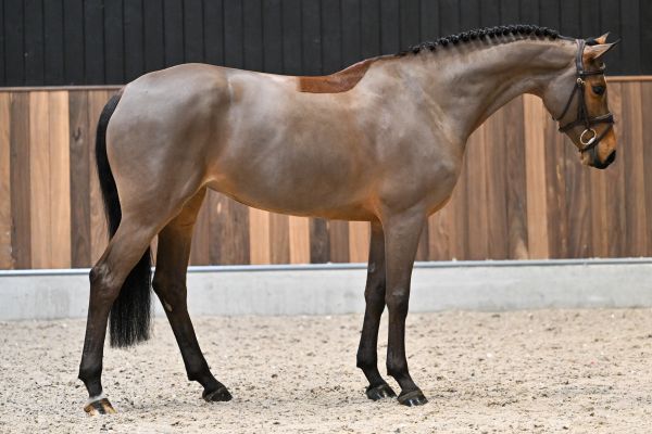 Classic Girl in de bus z 3
