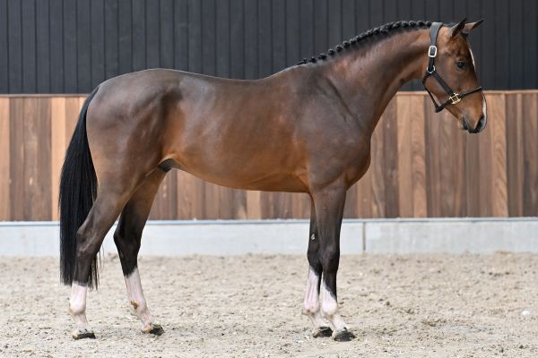 Jag L & L Fortuna Z 3