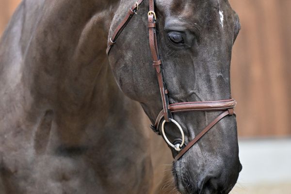 Karolien van't Prinsenveld Z 1