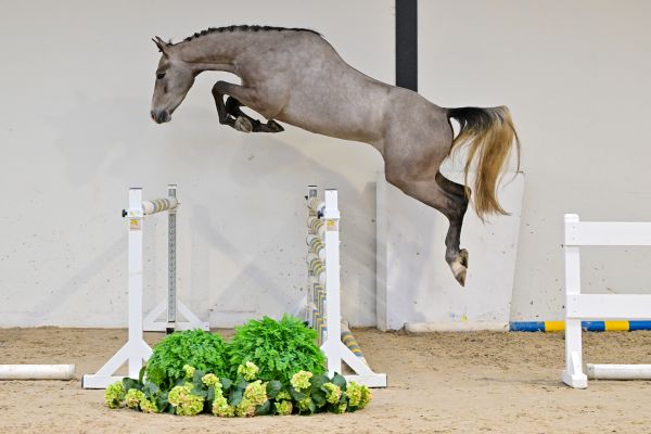 Chardonnay Keros Z 2