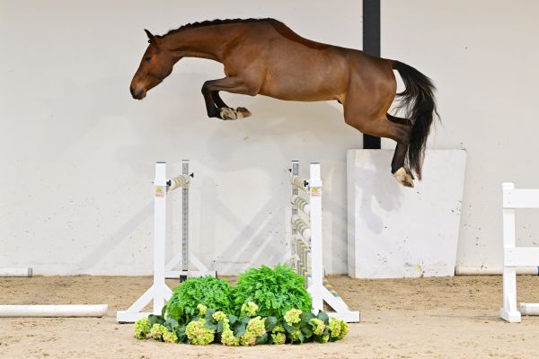 Don Diego de Bornival Z 2