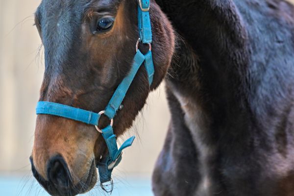 Bonaparte vd Molenaarelst Z 1