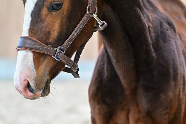 D&eacute;fi du petit Baty Z 1