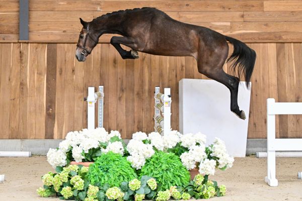 Never Too Late De La Hamente Z 2