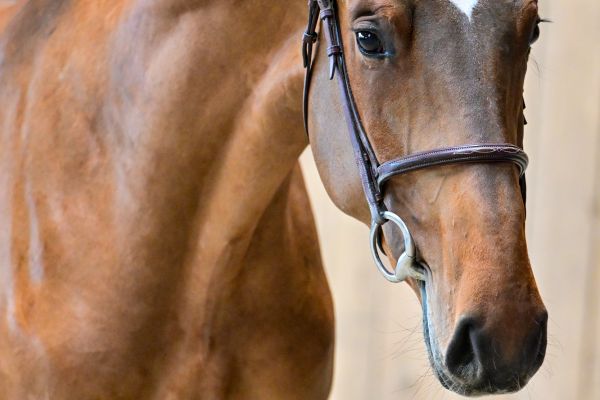 ROTHSCHILD DU FOURCROIX 1