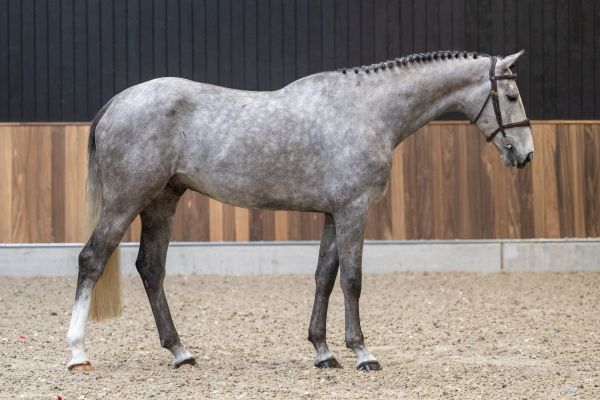 Sato van de Baanse Z 3