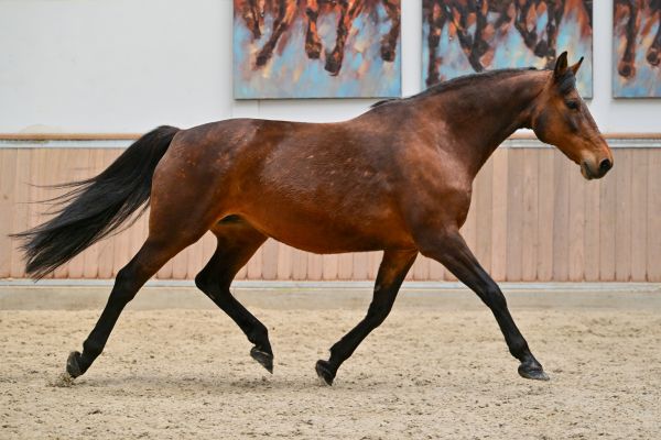 Exclusive de Carmel 3