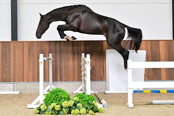 Dalton van de Boortoren Z 2