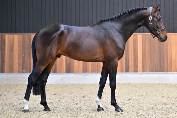 Thibajo vh Beeckhof Z 3