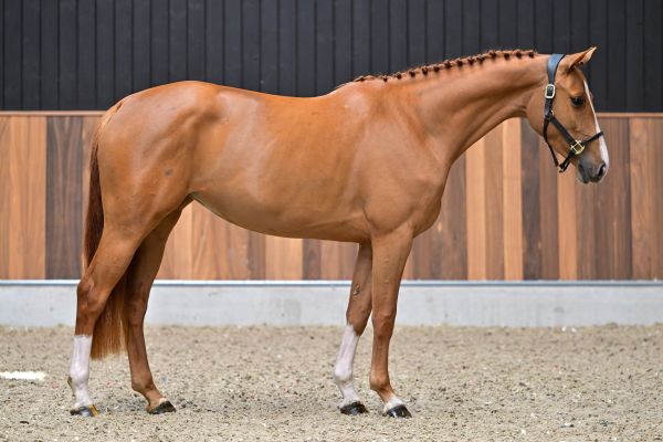 Colorada van het Doornebos Z 3