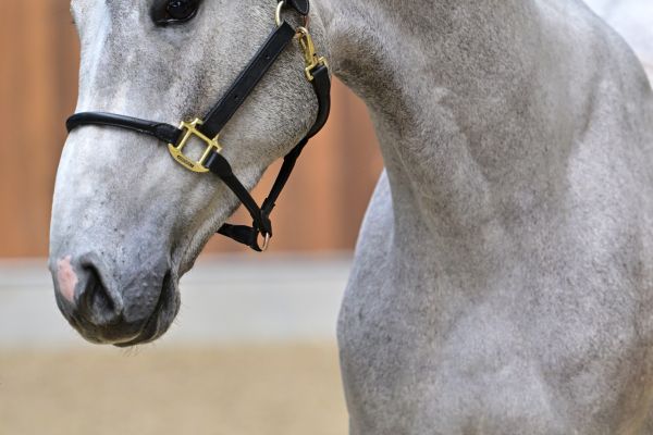 Ceo of Colours CK Z 1