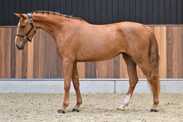 Annabelle van het Bildeken 3