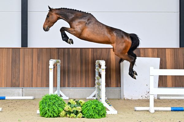 Pepita van de Zuuthoeve Z 2