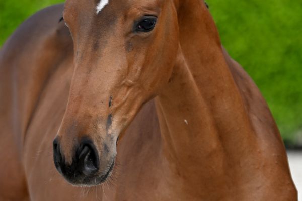 Elliot de l'Equipe Z 1
