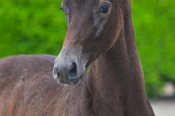 Corleone vd Roten Z 1