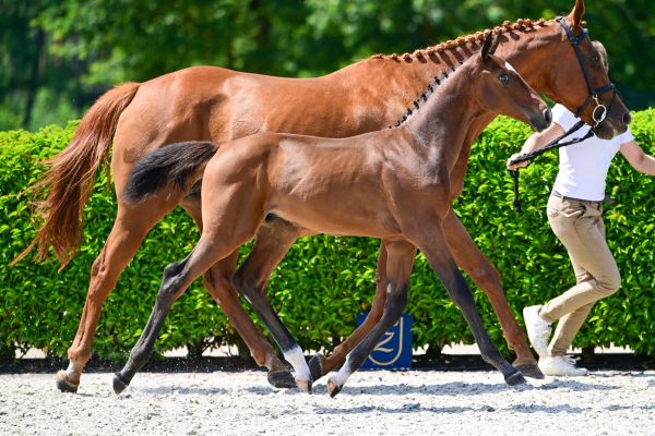 Duplantis de Jolie Z 2