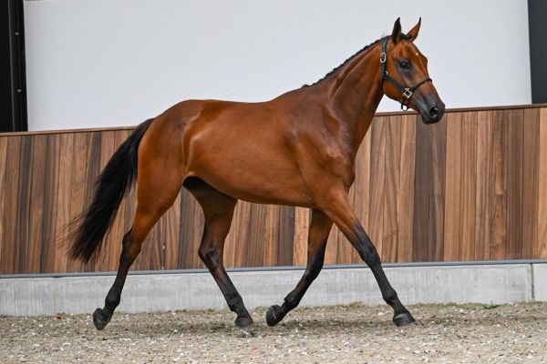 Charming Luci vd XXLNT Farm z 2