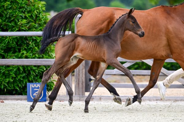 Belle Amour DW Z  2