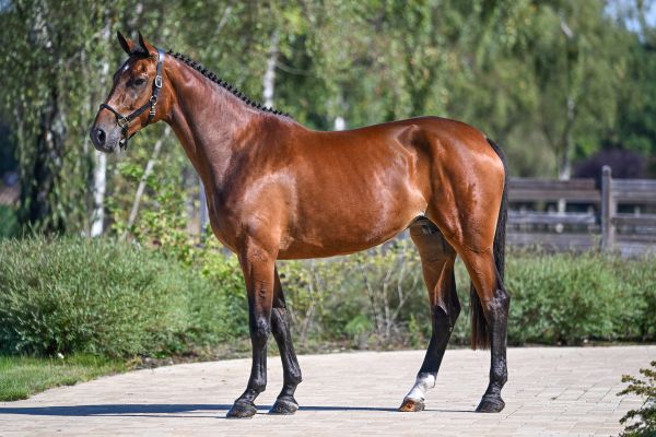 Eline Diva VDL Z - 1