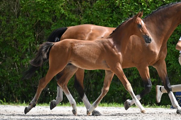 Nadiqi vd Helenahoeve Z