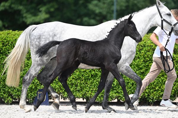 Panamarenko van Paebroek Z