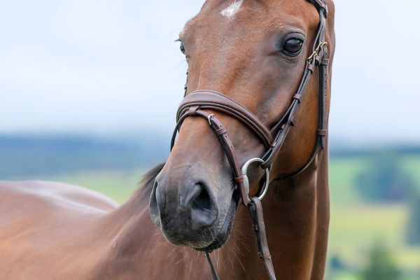 Oh Hercule du Bois du But - 2