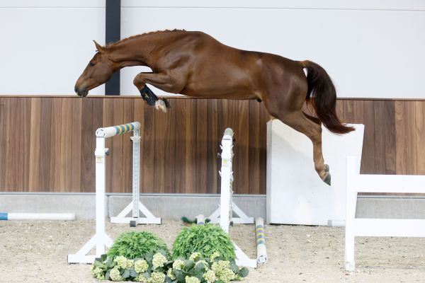 Viento van de Doornhoeve