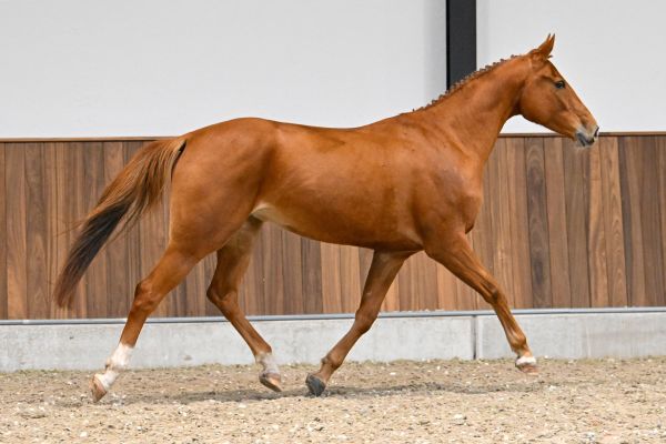 TWILIGHT VAN 'T ROOSAKKER - 2