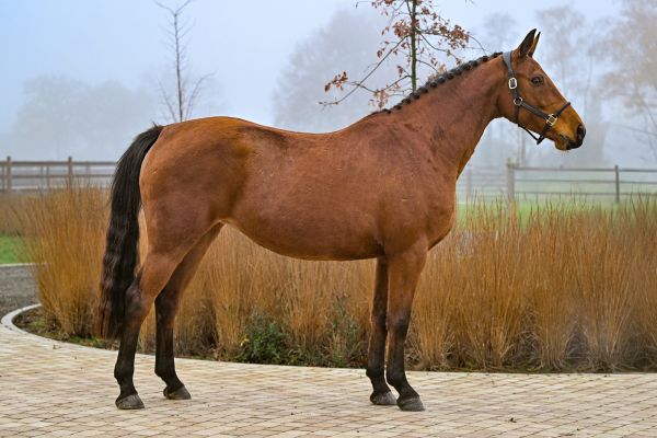 Quite Easy van Dorperheide - 2