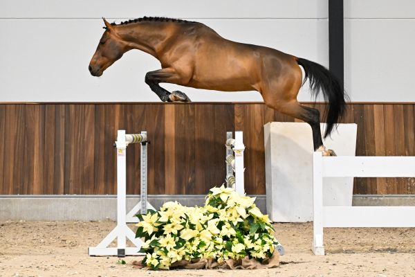 Waikiki van de Smidshoeve