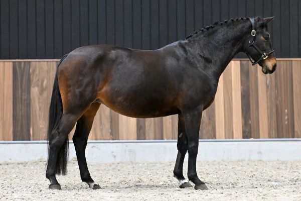 Iloise-K van Kattenheye Z