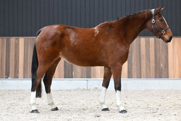 Quilina van 't Merelsnest - 3