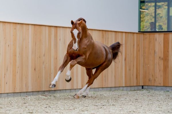 Aganix du Seigneur Z - 1