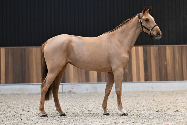 Gala vd Berghoeve Z - 1