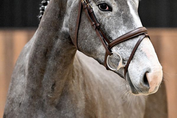 Cico van het Kraeyenboschhof Z - 1