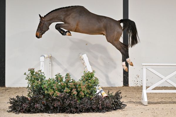 Eros vd Berghoeve Z - 2