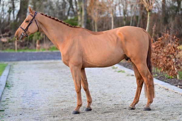 Uzi van de Gaathoeve