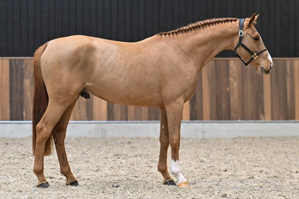 Captain des Premises Z - 3